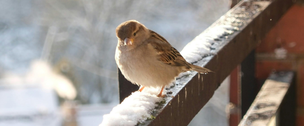 bird droppings